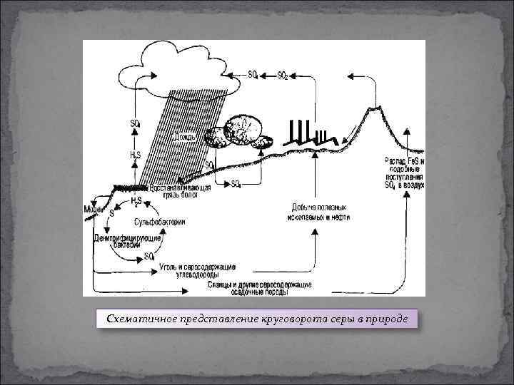 Схематичное представление круговорота серы в природе 