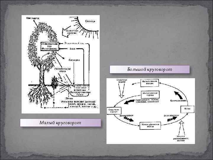 Роль лисы в биологическом круговороте. Большой геологический и малый биологический круговорот веществ. Биосфера круговорот веществ в биосфере. Геологический круговорот схема.