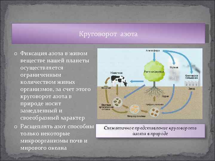 Обмен веществ и энергии в географической оболочке. Биосфера круговорот азота в природе. Круговорот азота и углерода.