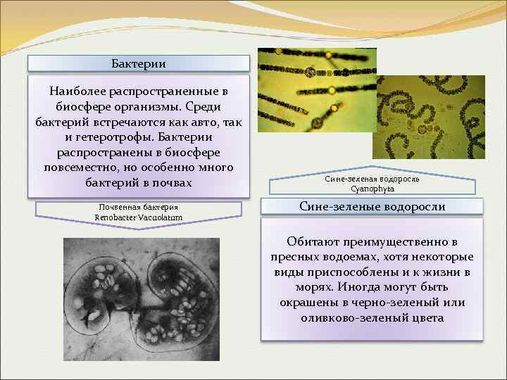 Грибы хемотрофы