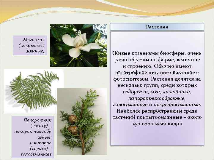 Растения Магнолия (покрытосе мянные) Папоротник (сверху) – папоротникообр азные; и кипарис (справа) – голосемянные