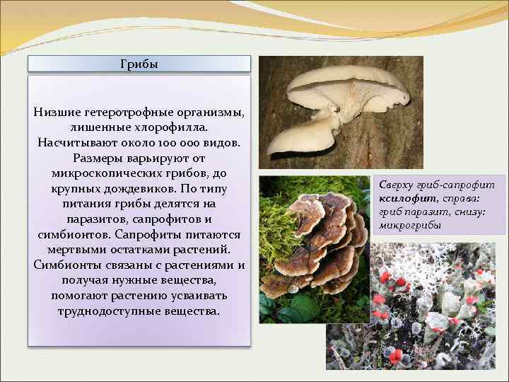 Какой тип питания характерен для шампиньона. Трутовик сапрофит. Гетеротрофное питание грибов. По типу питания грибы делятся на. Тип питания грибов.