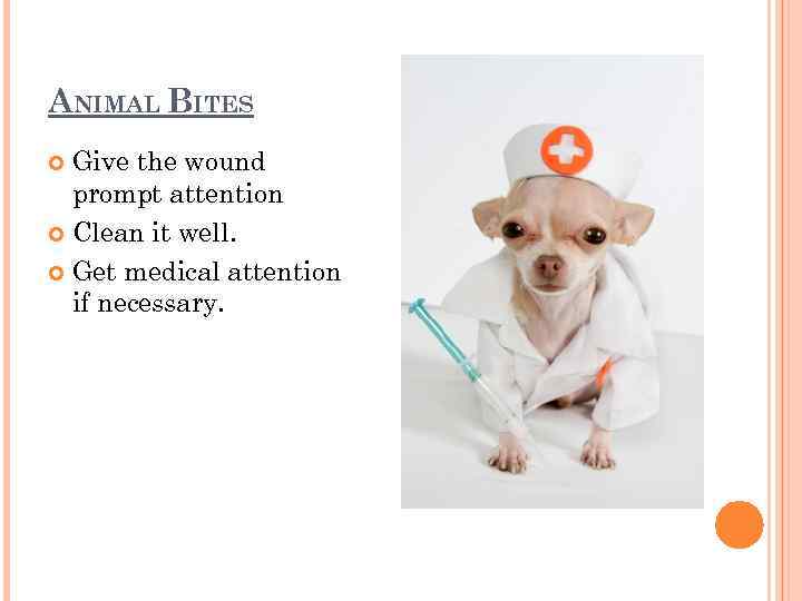 ANIMAL BITES Give the wound prompt attention Clean it well. Get medical attention if