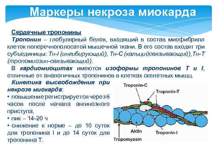 Маркеры некроза миокарда Сердечные тропонины Тропонин – глобулярный белок, входящий в состав миофибрилл клеток