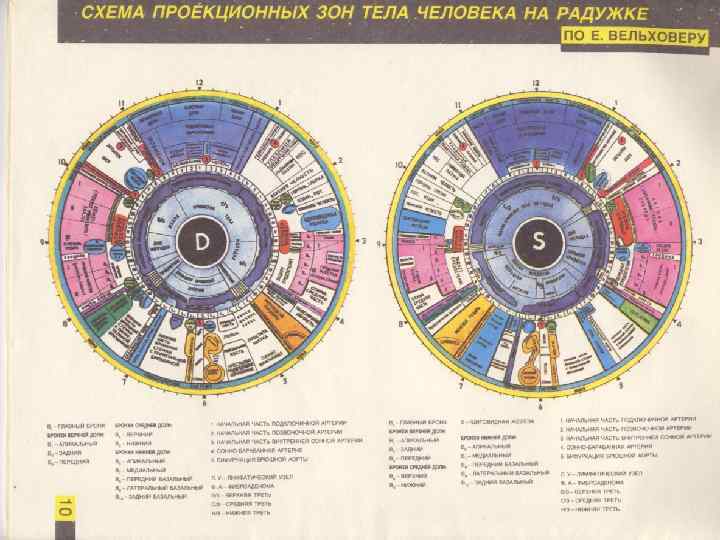 Иридодиагностика фото с расшифровкой