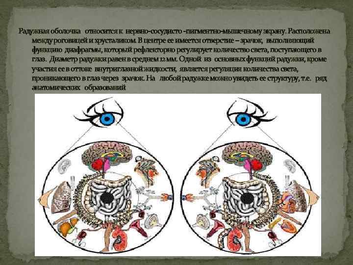 Радужная оболочка относится к нервно сосудисто пигментно мышечному экрану. Расположена между роговицей и хрусталиком.