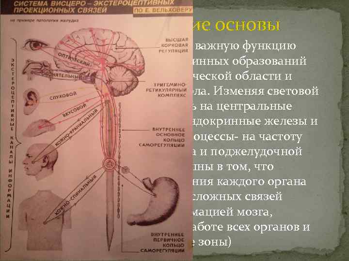 Теоритические основы Световая энергия выполняет важную функцию возбудителя активности глубинных образований головного мозга гипоталамической