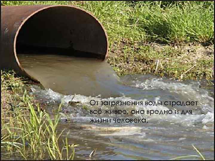 От загрязнения воды страдает всё живое, оно вредно и для жизни человека. 