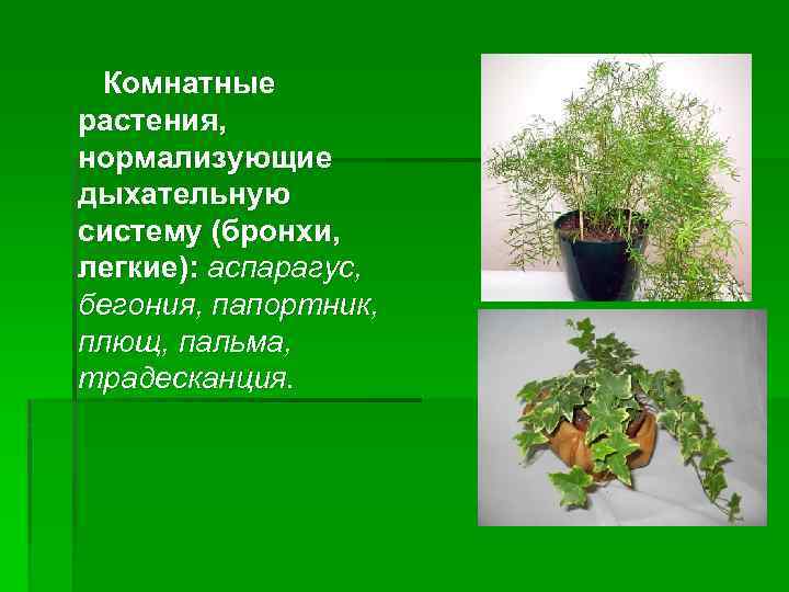 Комнатные растения, нормализующие дыхательную систему (бронхи, легкие): аспарагус, бегония, папортник, плющ, пальма, традесканция. 