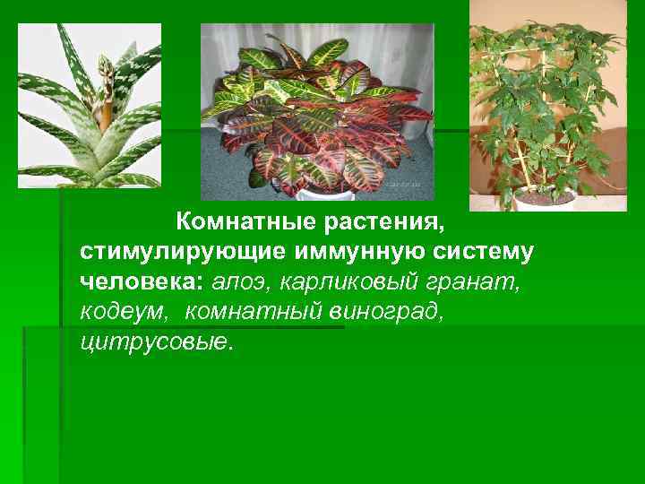 Комнатные растения, стимулирующие иммунную систему человека: алоэ, карликовый гранат, кодеум, комнатный виноград, цитрусовые. 