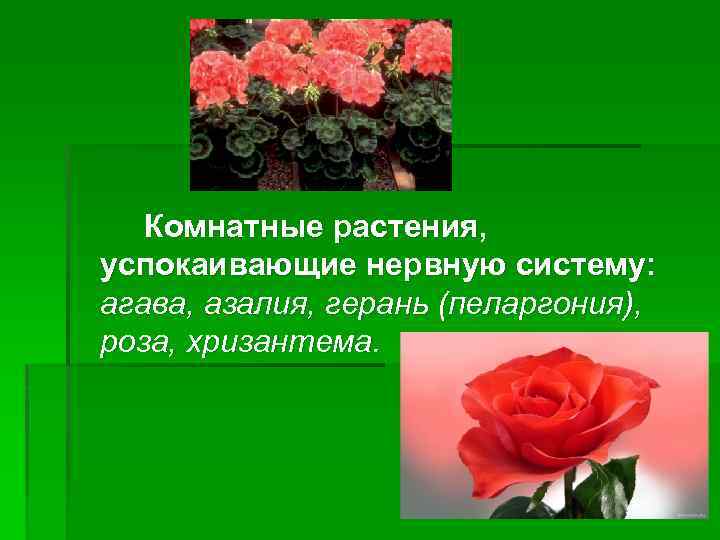Комнатные растения, успокаивающие нервную систему: агава, азалия, герань (пеларгония), роза, хризантема. 