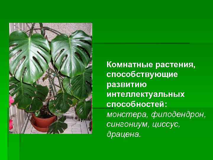Комнатные растения, способствующие развитию интеллектуальных способностей: монстера, филодендрон, сингониум, циссус, драцена. 