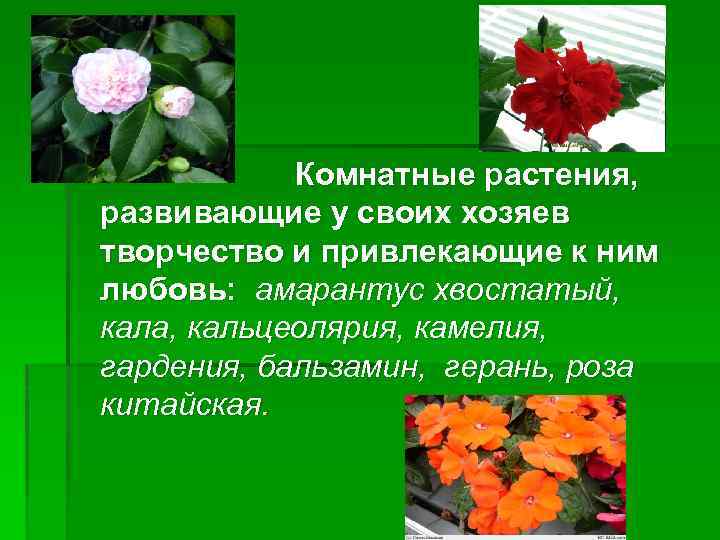 Комнатные растения, развивающие у своих хозяев творчество и привлекающие к ним любовь: амарантус хвостатый,