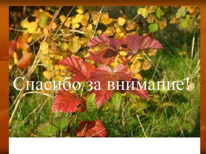 Спасибо за внимание! 