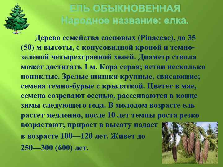 Ели имя. Ель обыкновенная диаметр ствола. Диаметр ели обыкновенной. Возраст елки дерева. Ель ствол описание.