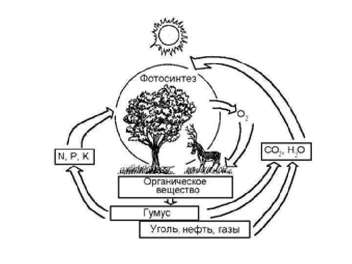 Схема фотосинтеза в природе. Схема биологического круговорота веществ. Схема круговорота веществ биология. Схема биологического круговорота рисунок. Биологический круговорот круговорот веществ) схема.