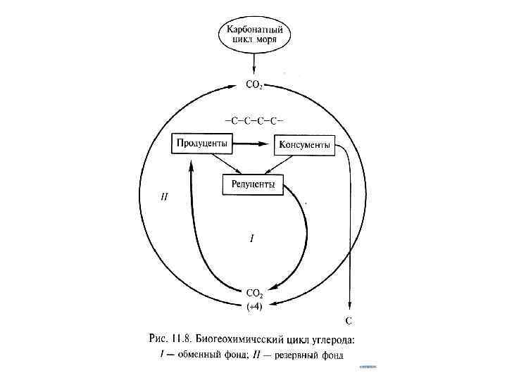 Биогеохимический цикл схема