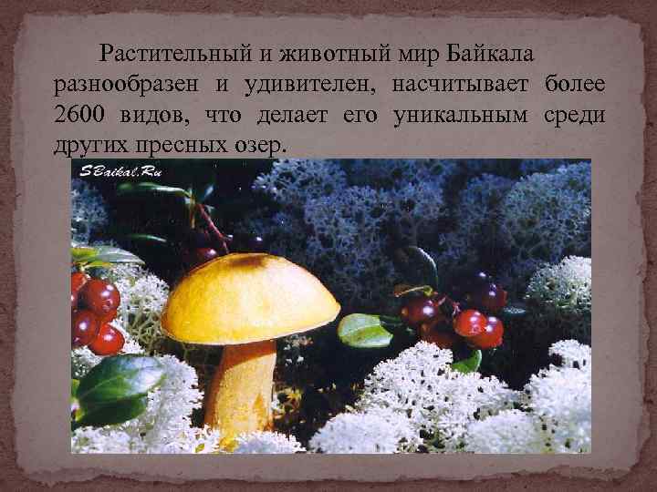 Растительный и животный мир Байкала разнообразен и удивителен, насчитывает более 2600 видов, что делает