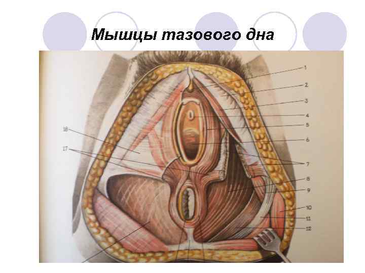 Мышцы тазового дна 