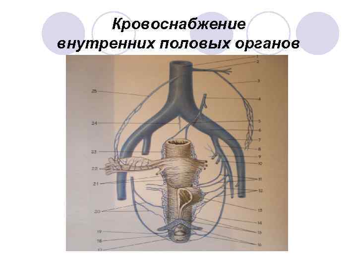 Внутренняя половая. Кровоснабжение женских органов схема. Наружные половые органы кровоснабжение и иннервация. Кровоснабжение внутренних половых органов. Кровоснабжение женских наружных половых органов.