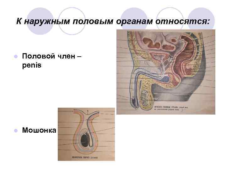 К наружным половым органам относятся: l Половой член – penis l Мошонка 