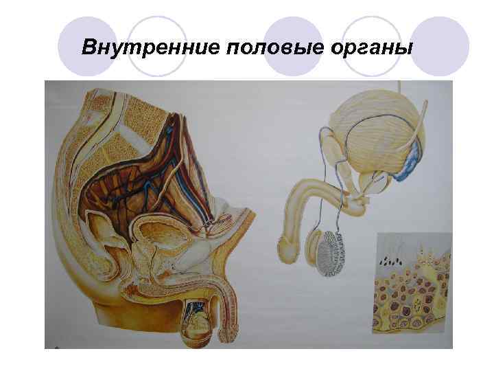 Внутренние половые органы 