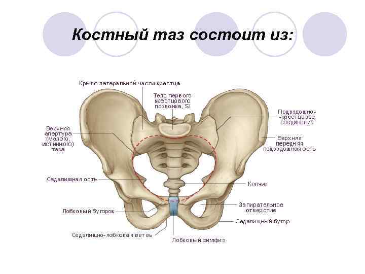 Костный таз состоит из: 