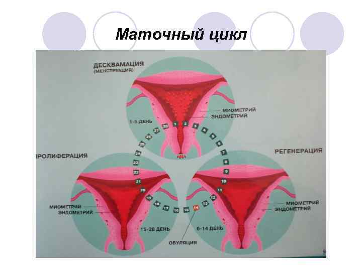 Особенности строения репродуктивной системы