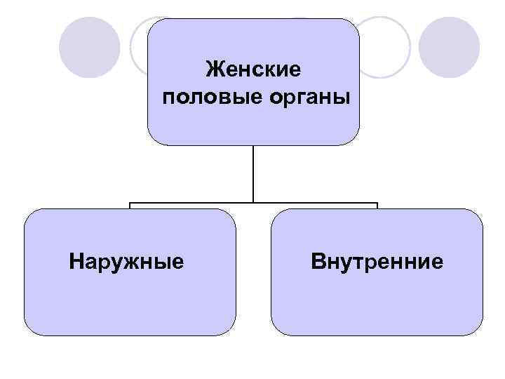 Наружные женские половые органы картинка