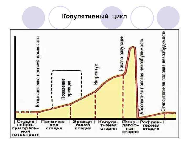 Копулятивный цикл 