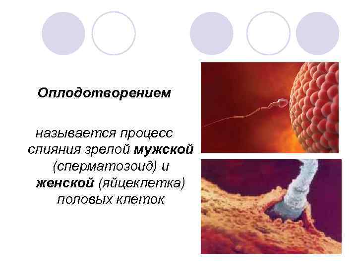 Процесс слияния мужской и женской клеток