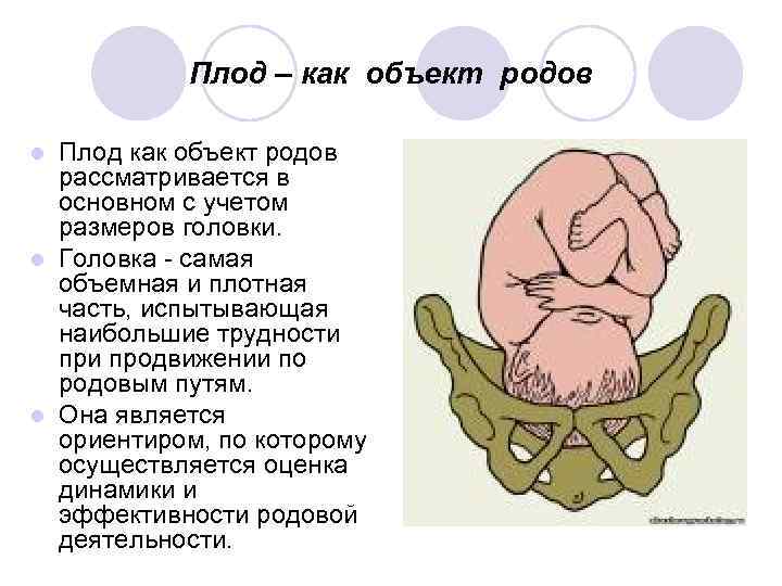 Размер род. Плод как объект родов. Костный таз с акушерской точки зрения. Головка плода с акушерской точки зрения. Размеры головки плода.