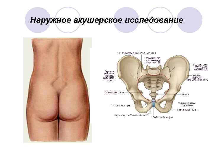 Наружное акушерское исследование 