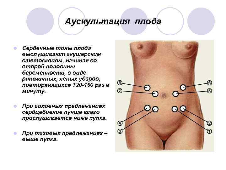 Аускультация плода l Сердечные тоны плода выслушивают акушерским стетоскопом, начиная со второй половины беременности,