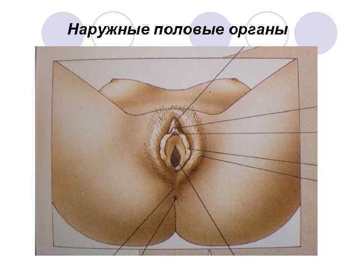 Наружные половые органы 