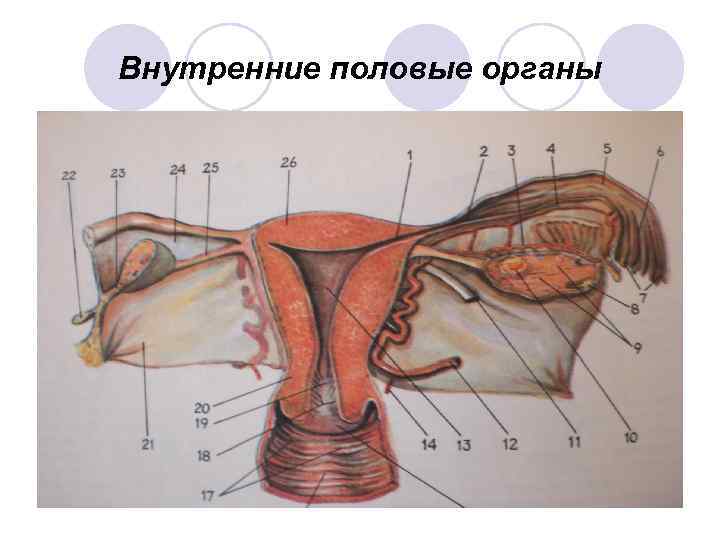 Внутренние половые органы 