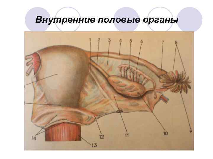 Внутренние половые органы 