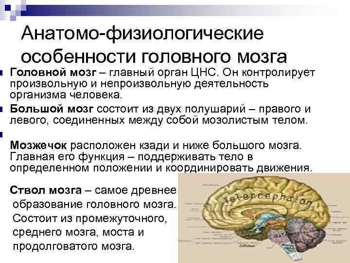 Каковы особенности головного мозга