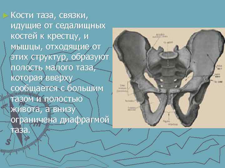 Полость малого таза