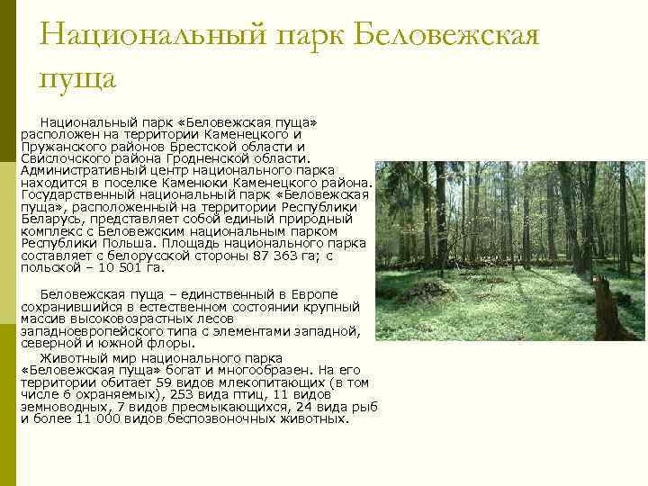 Национальный парк Беловежская пуща Национальный парк «Беловежская пуща» расположен на территории Каменецкого и Пружанского
