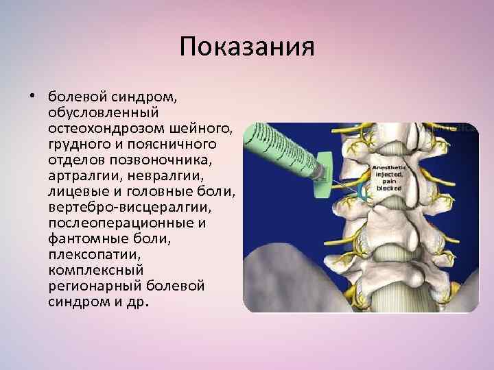 Шейный отдел впервые появился