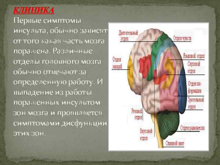 КЛИНИКА Первые симптомы инсульта, обычно зависят от того какая часть мозга поражена. Различные отделы