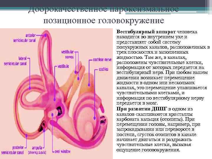 Вестибулярные нарушения причины. Внутреннее ухо отолитовый аппарат. Строение внутреннего уха шарики. Вестибулярный аппарат внутреннего уха строение нарушения. Вестибулярный аппарат отолитовый аппарат.