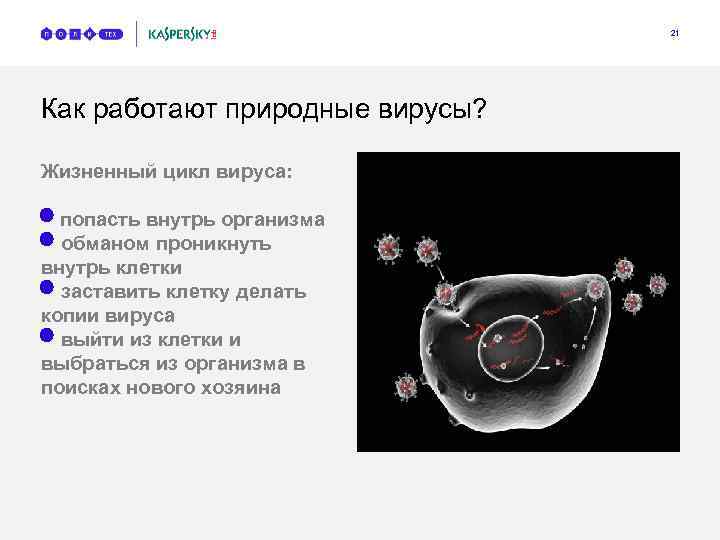 21 Как работают природные вирусы? Жизненный цикл вируса: попасть внутрь организма n обманом проникнуть