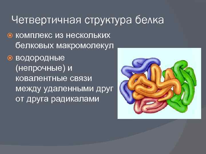 Четвертичная структура белка комплекс из нескольких белковых макромолекул водородные (непрочные) и ковалентные связи между