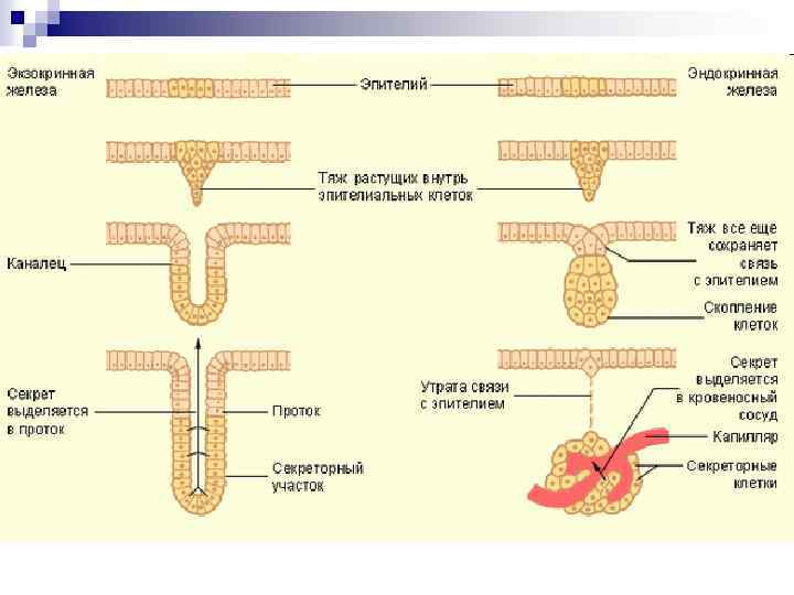 Экзокринная железа. Железистый эпителий железы внутренней секреции. Железистый эпителий классификация желез. Железистый эпителий эндокринные железы. Классификация железистого эпителия гистология.