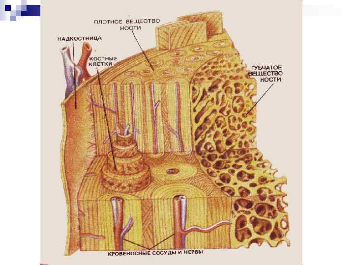 Костная ткань строение рисунок