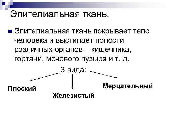 Эпителиальная ткань. n Эпителиальная ткань покрывает тело человека и выстилает полости различных органов –