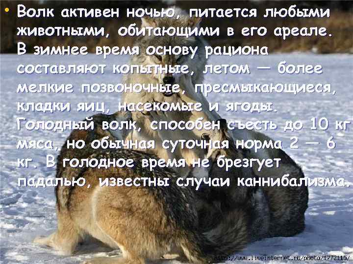  • Волк активен ночью, питается любыми животными, обитающими в его ареале. В зимнее