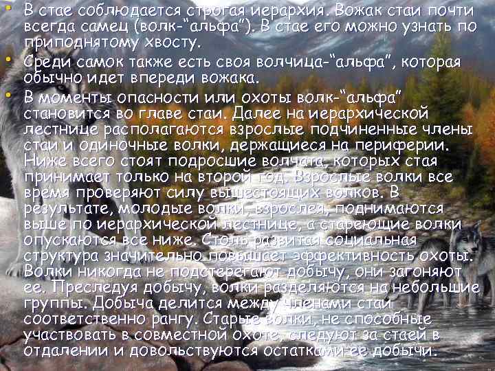  • В стае соблюдается строгая иерархия. Вожак стаи почти • • всегда самец